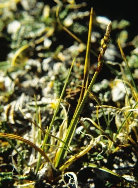 Einährige Sauergras