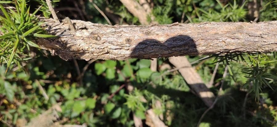 Ginestrone minore 23