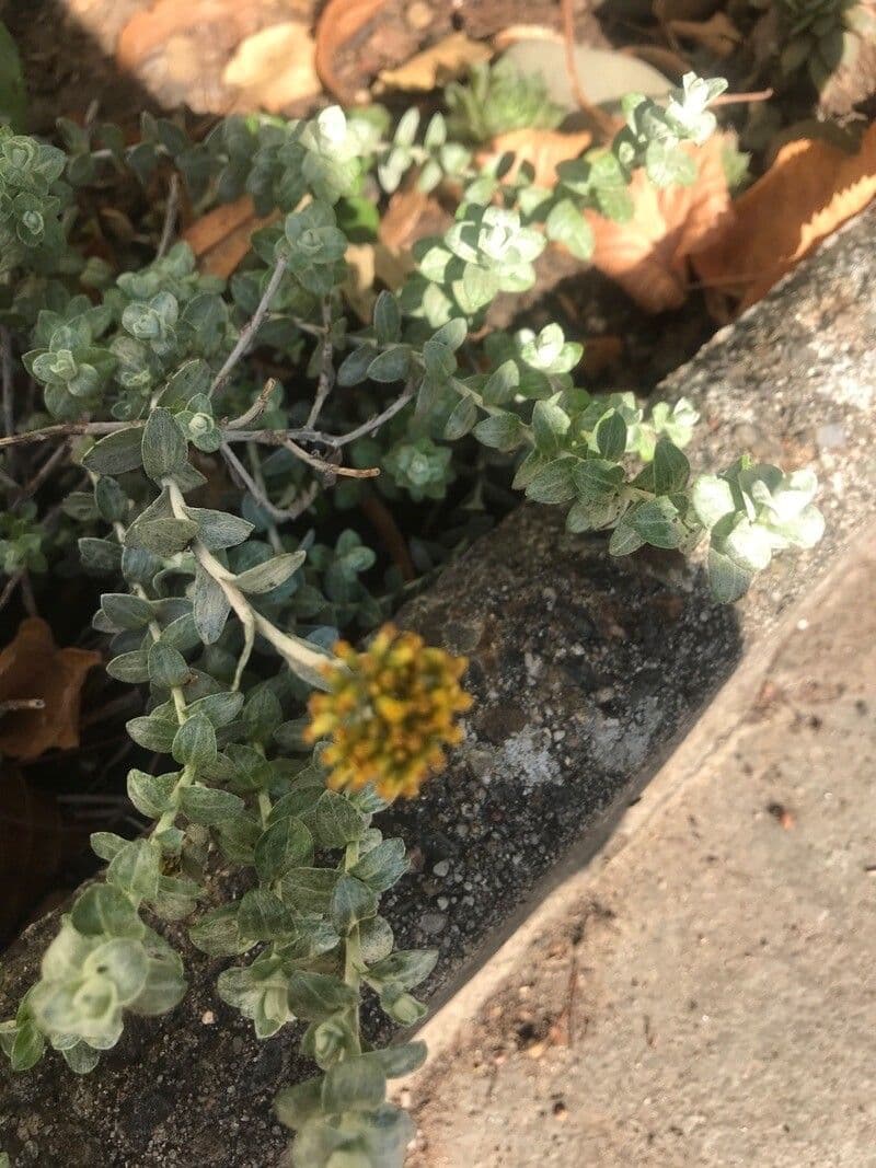 Doldiger Strohblume