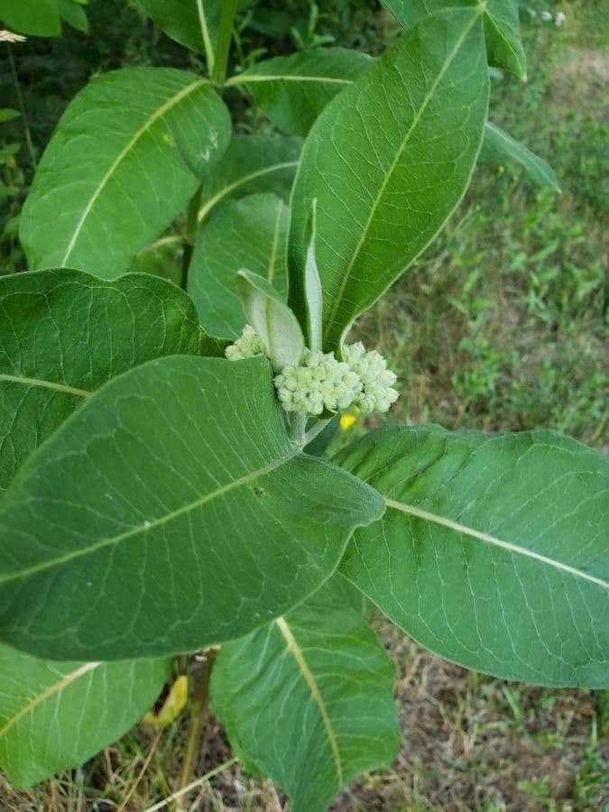Asclépiade à fleurs vertes 17