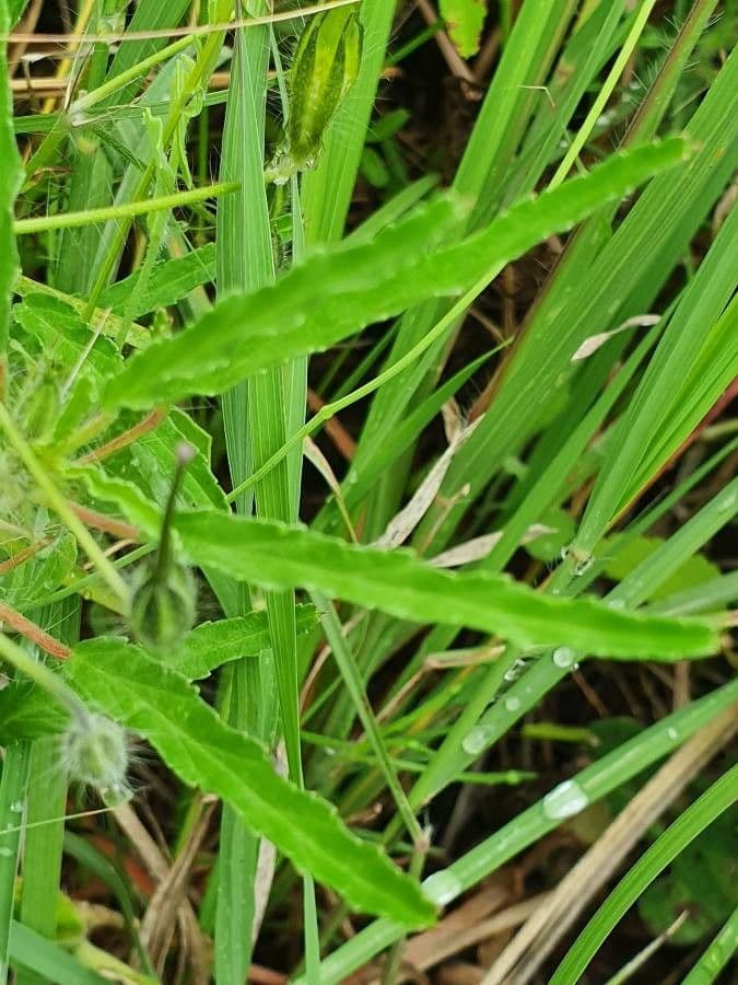 Schmalblättrige Monsonia 16