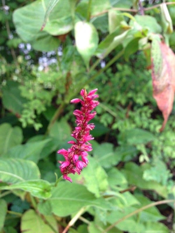 Bistorte 3