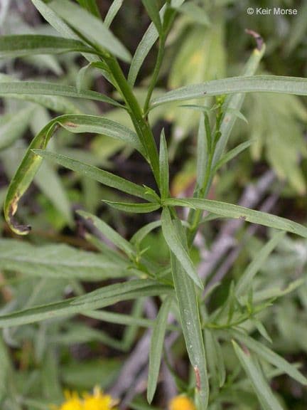 Solidago occidentale 15