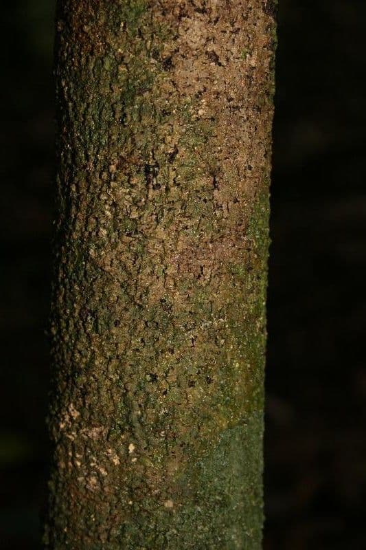 Cupania 7