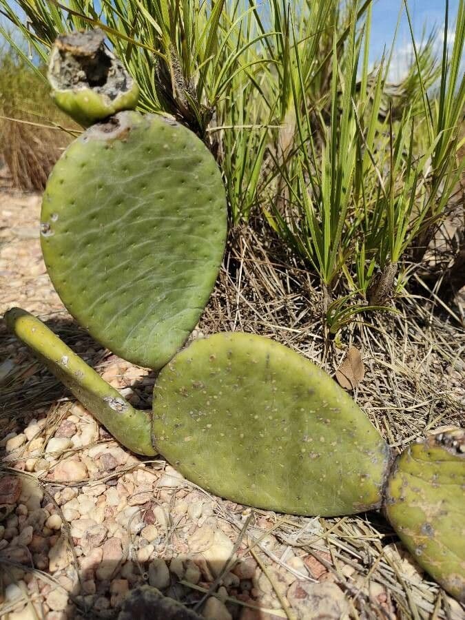 Tacinga 9