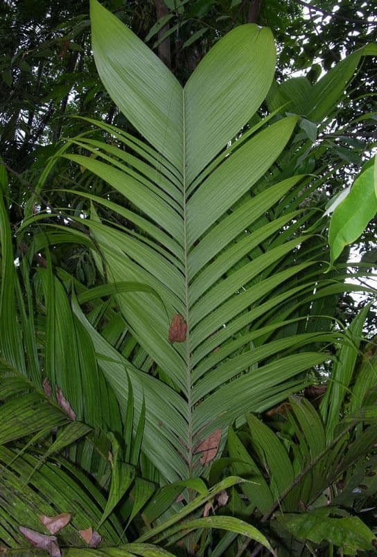 Geonoma interrupta 14