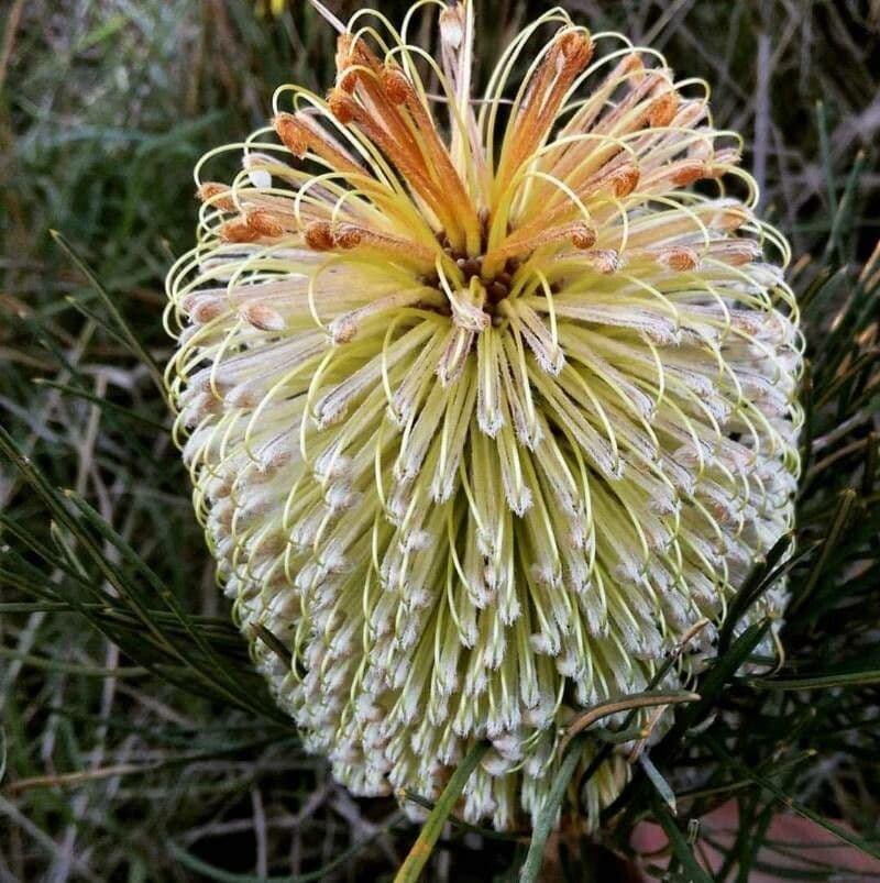 Banksia 3