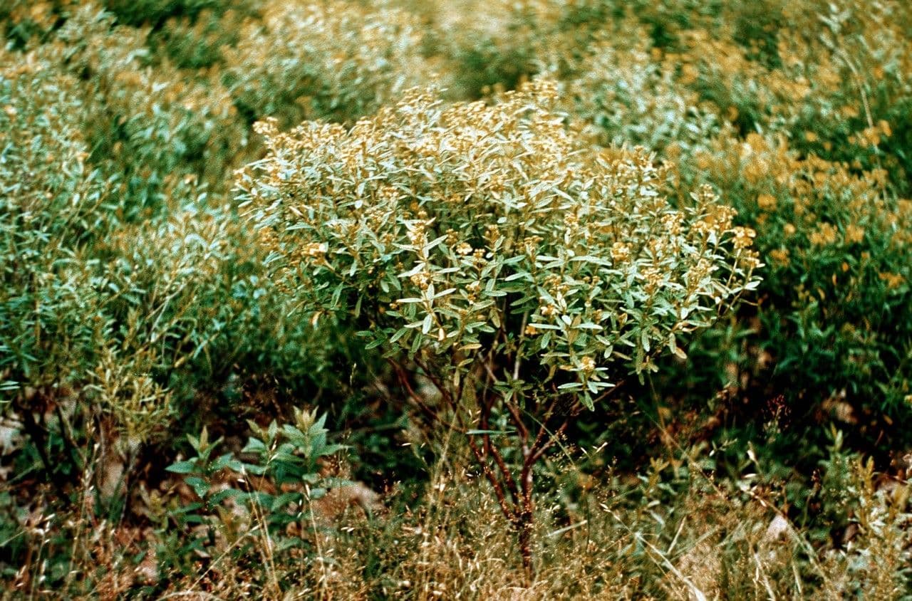 Millepertuis du Canada 3