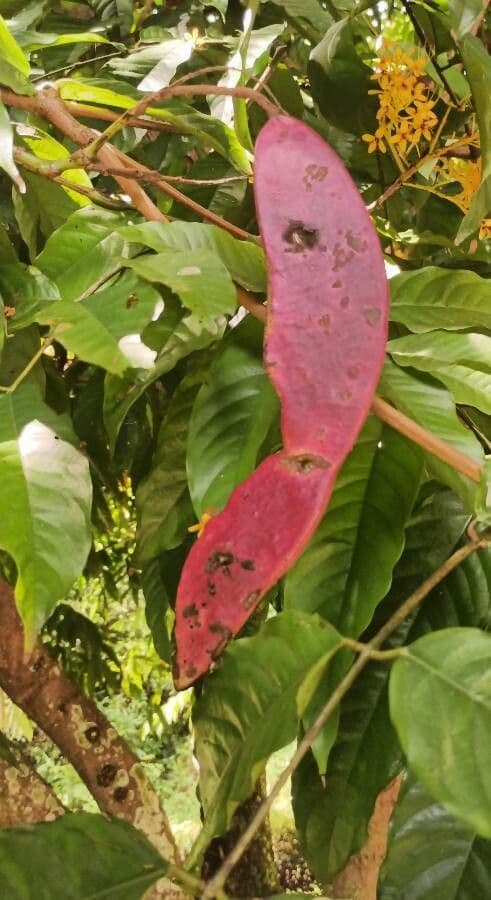 Saraca indica 2