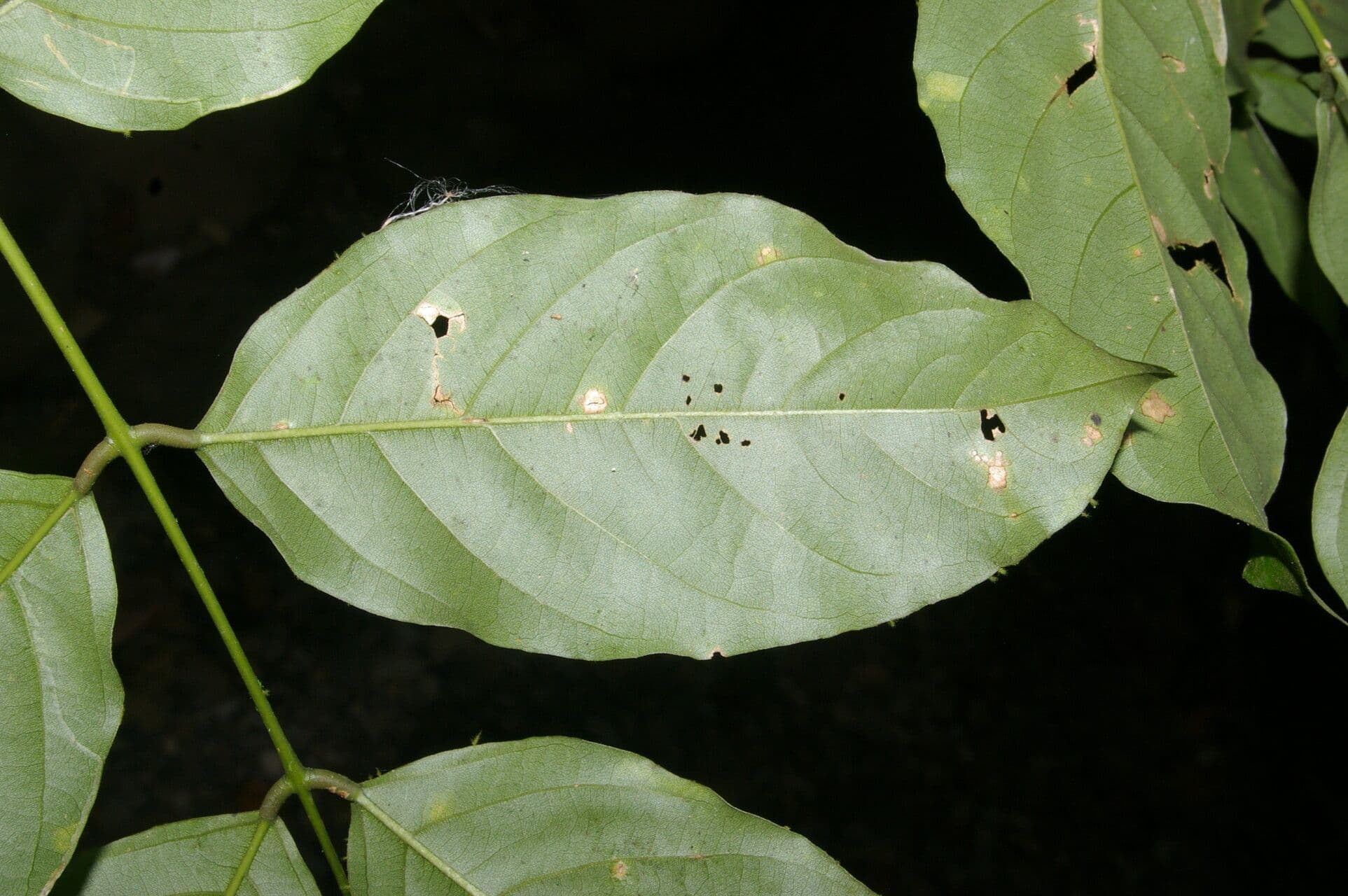 Lonchocarpus 6