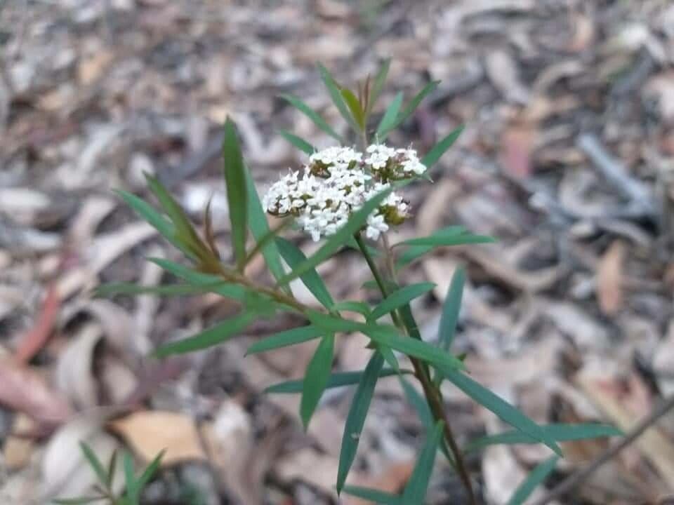 Poranthera 2