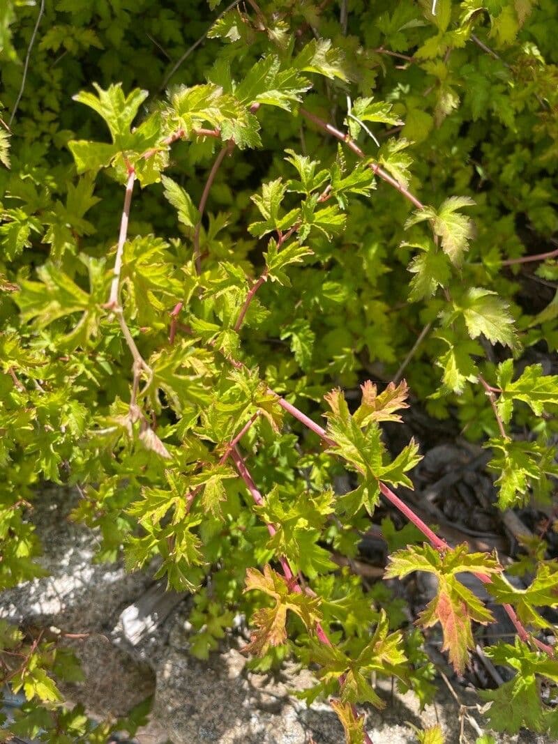 Neillia incisa 15