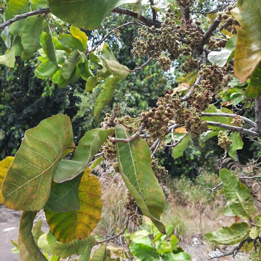 Curatella americana 13