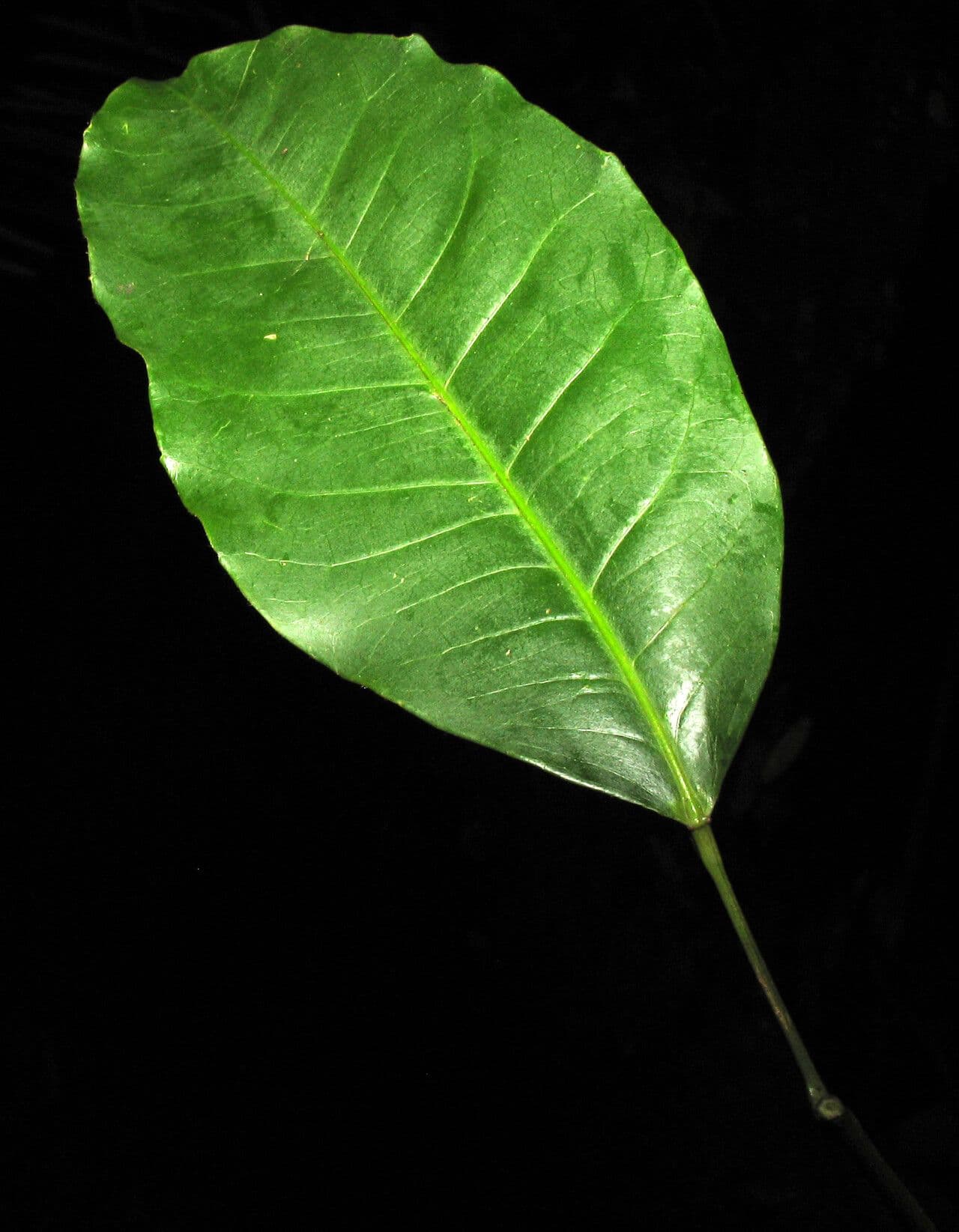 Croton 16