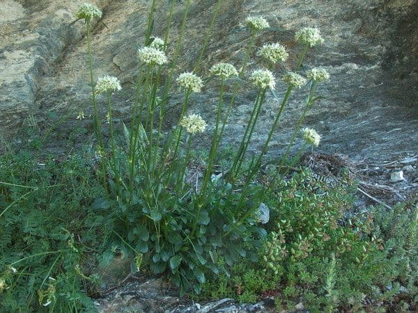 Saponaria bellidifolia 14