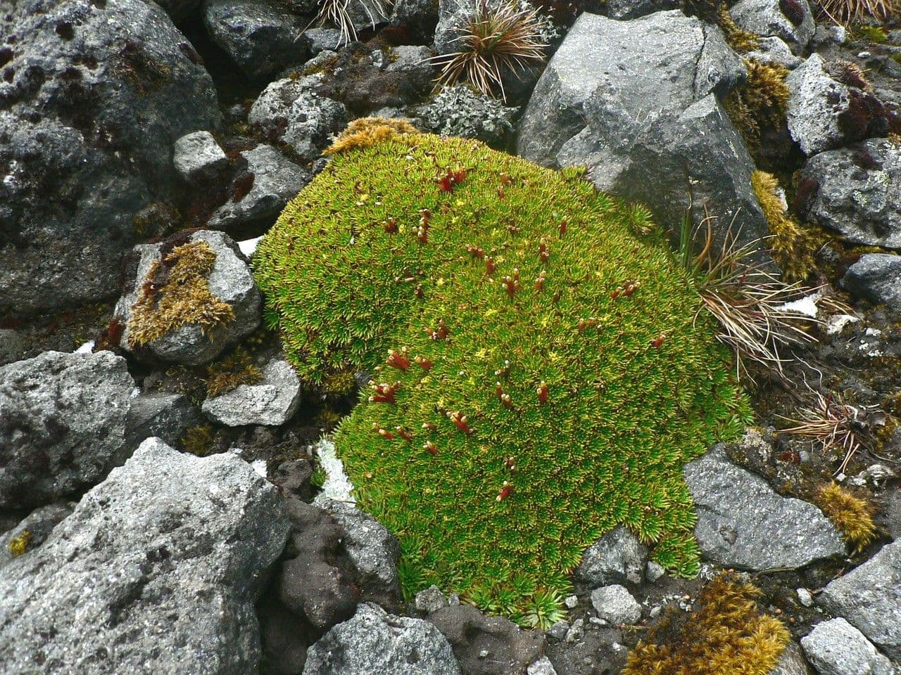 Azorella 12