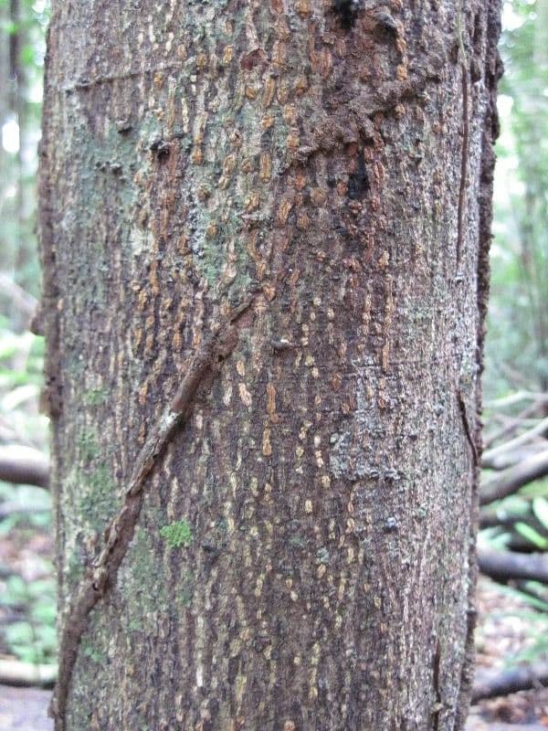 Cupania scrobiculata 13
