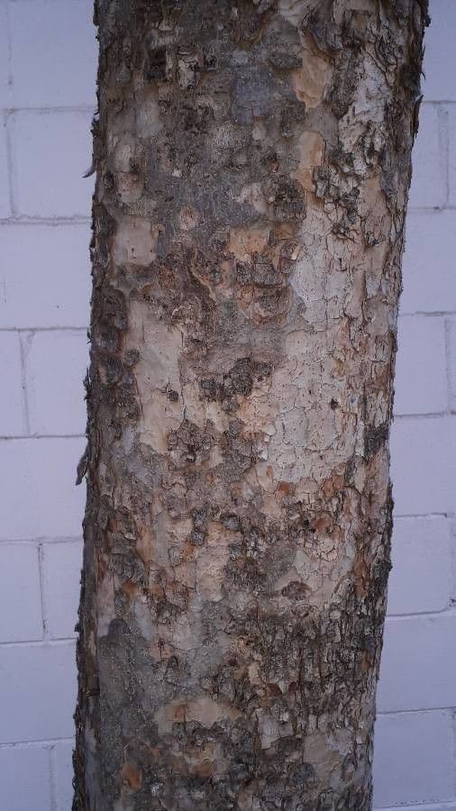 Triplaris 19