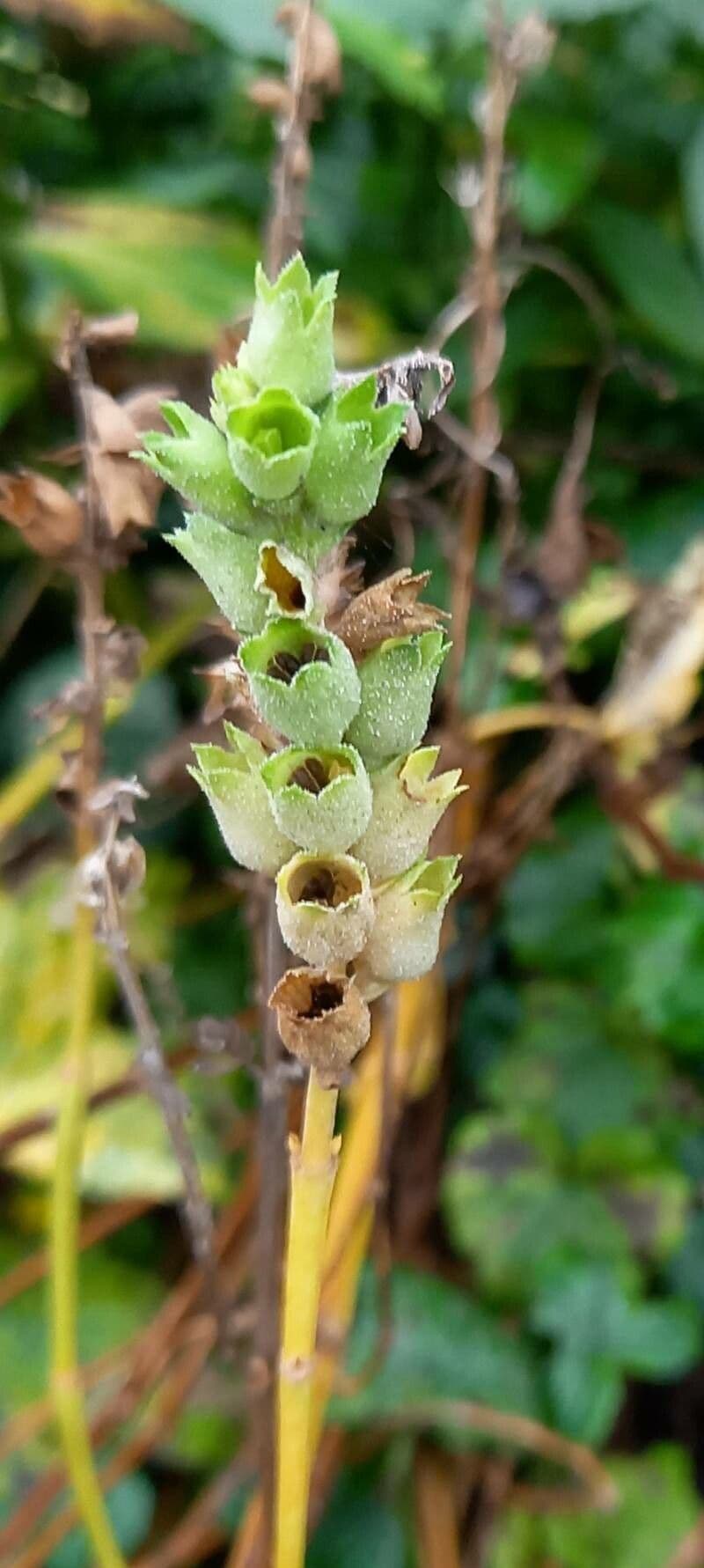 Physostegia virginiana 2
