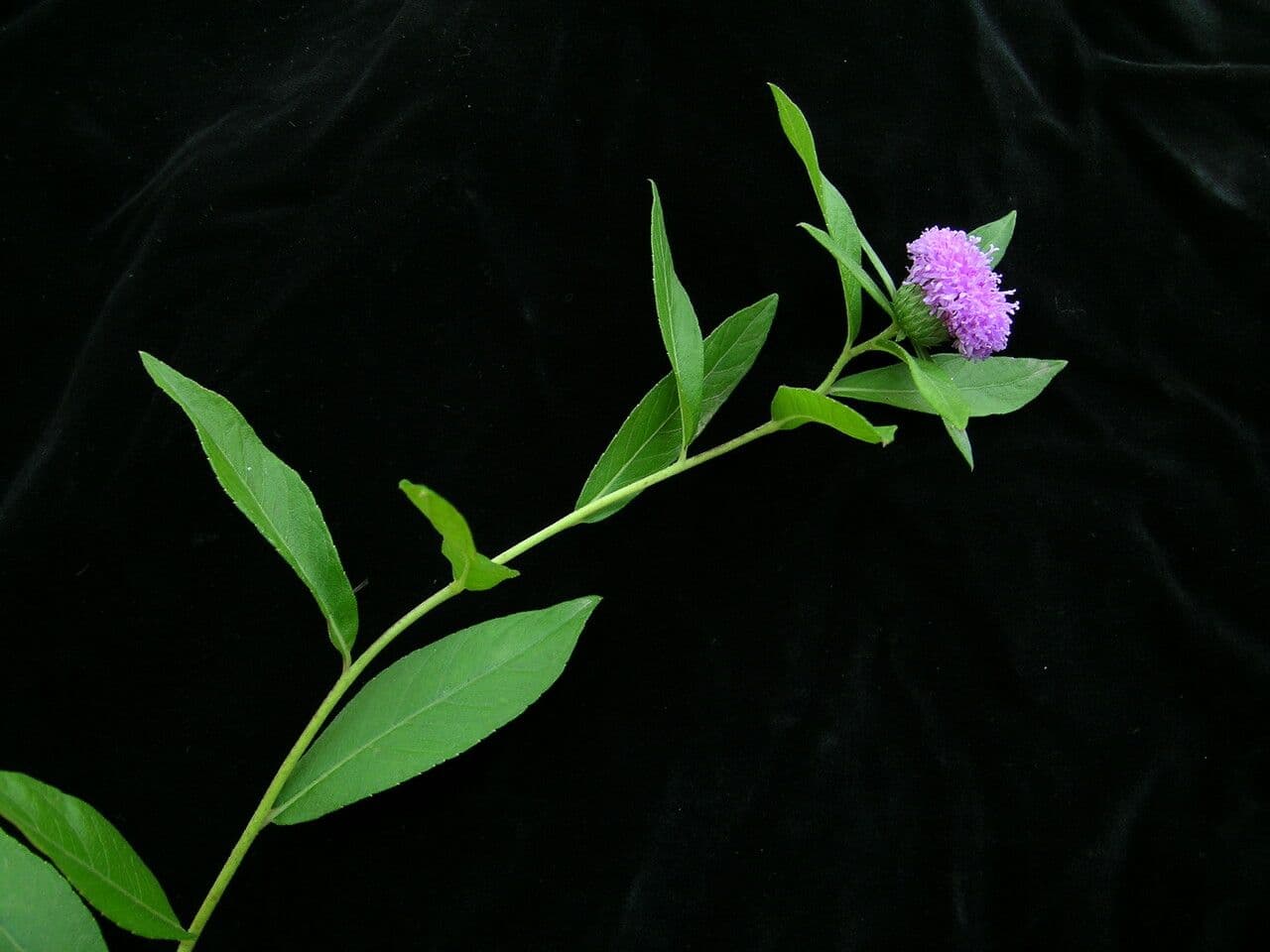 Acilepis 2