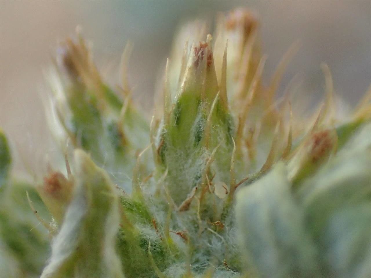Bambagia spatolata 5