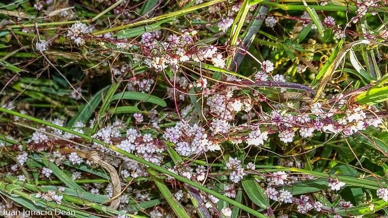 Cuscuta del timo 7