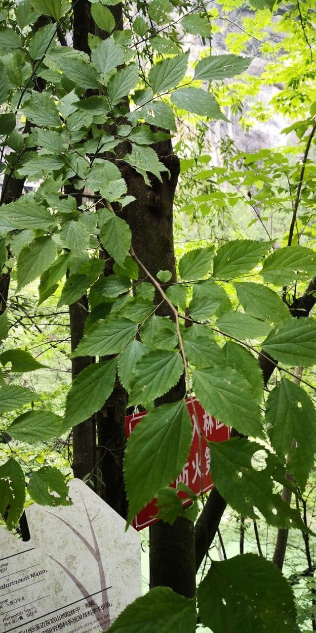 Pteroceltis 10