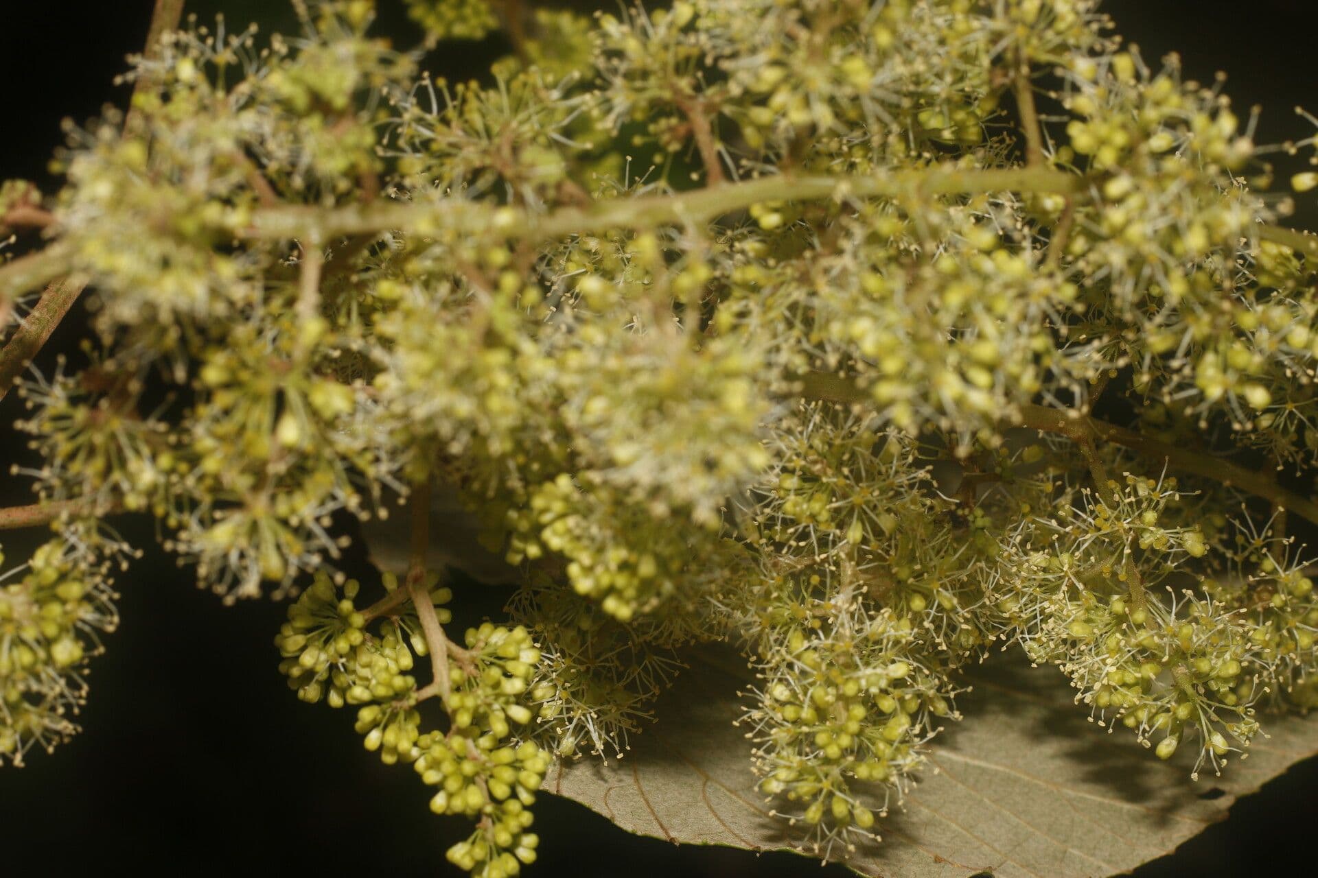 Vitis tiliifolia 15