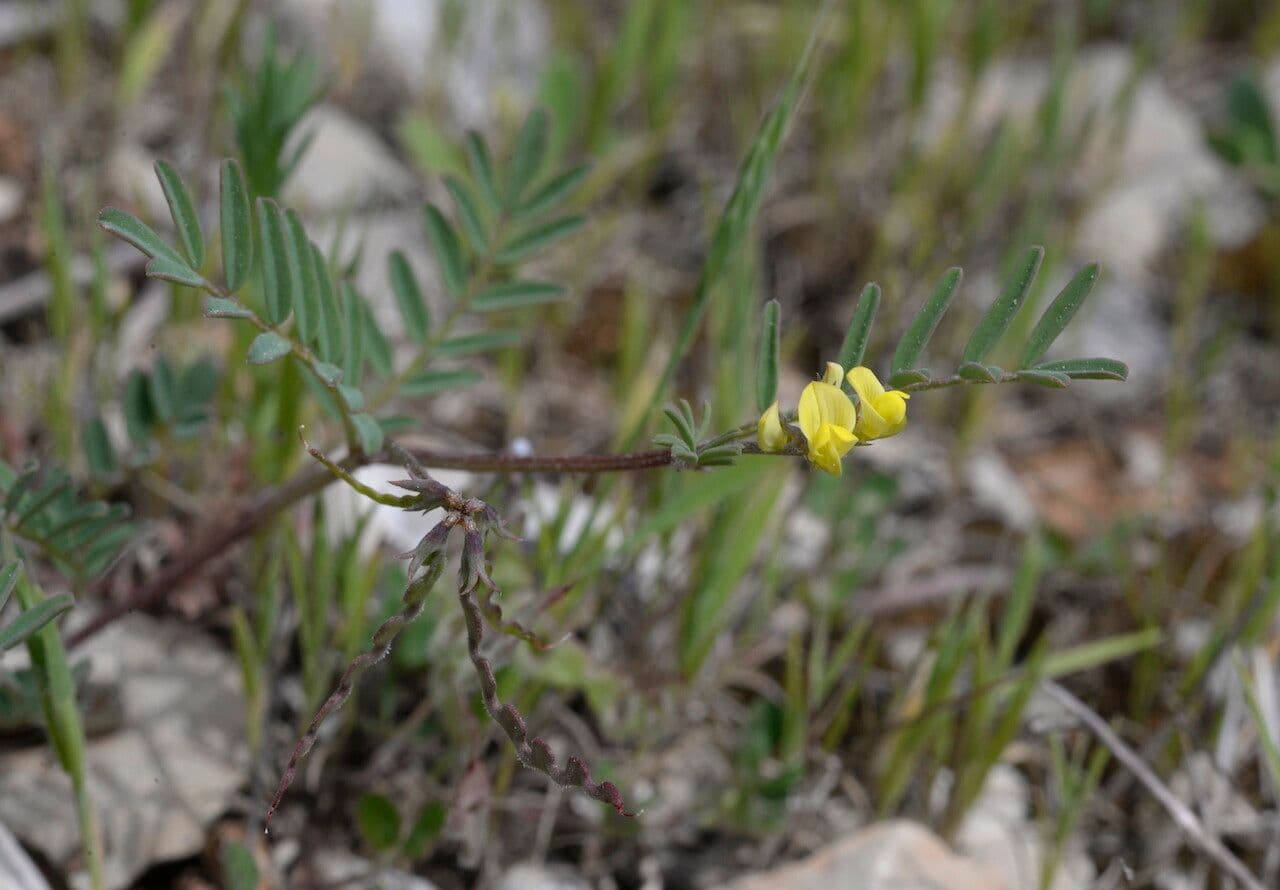 Ipocrepidi ciliata 8