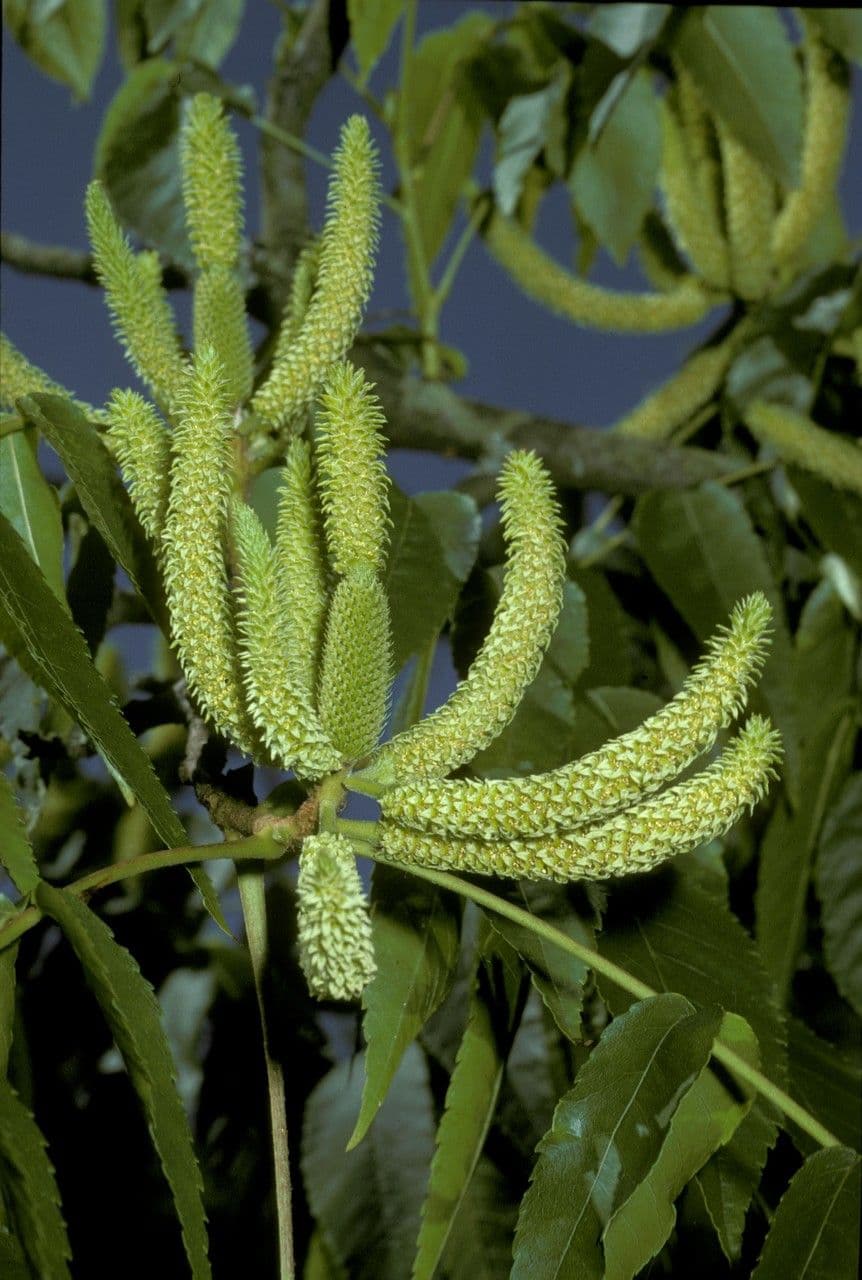 Platycarya strobilacea 7