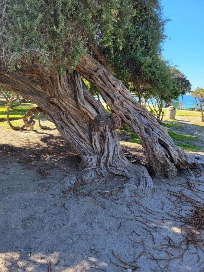 Leptospermum laevigatum 18