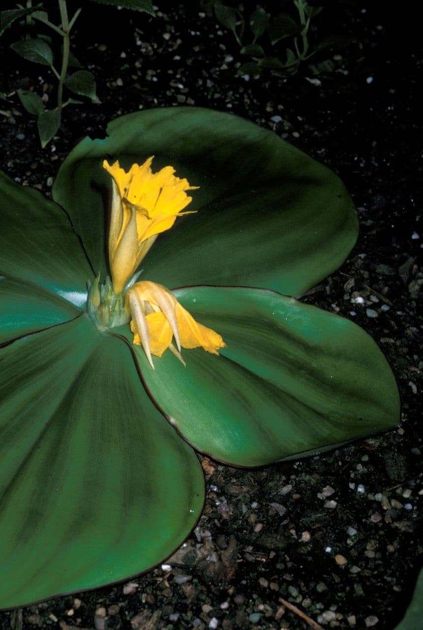 Costus 2