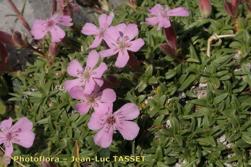 Steinrose 6