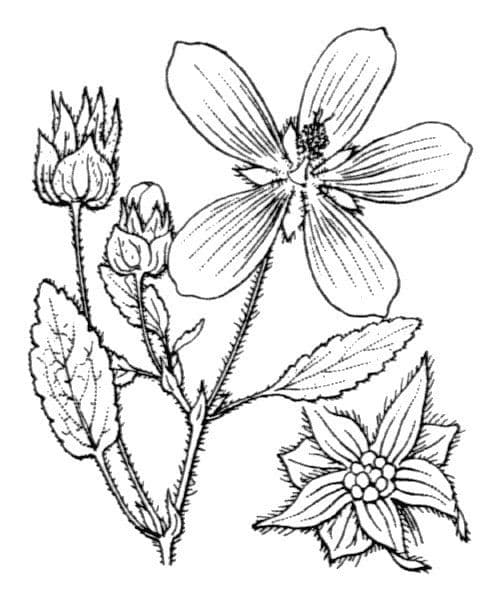 Malope malacoides 18