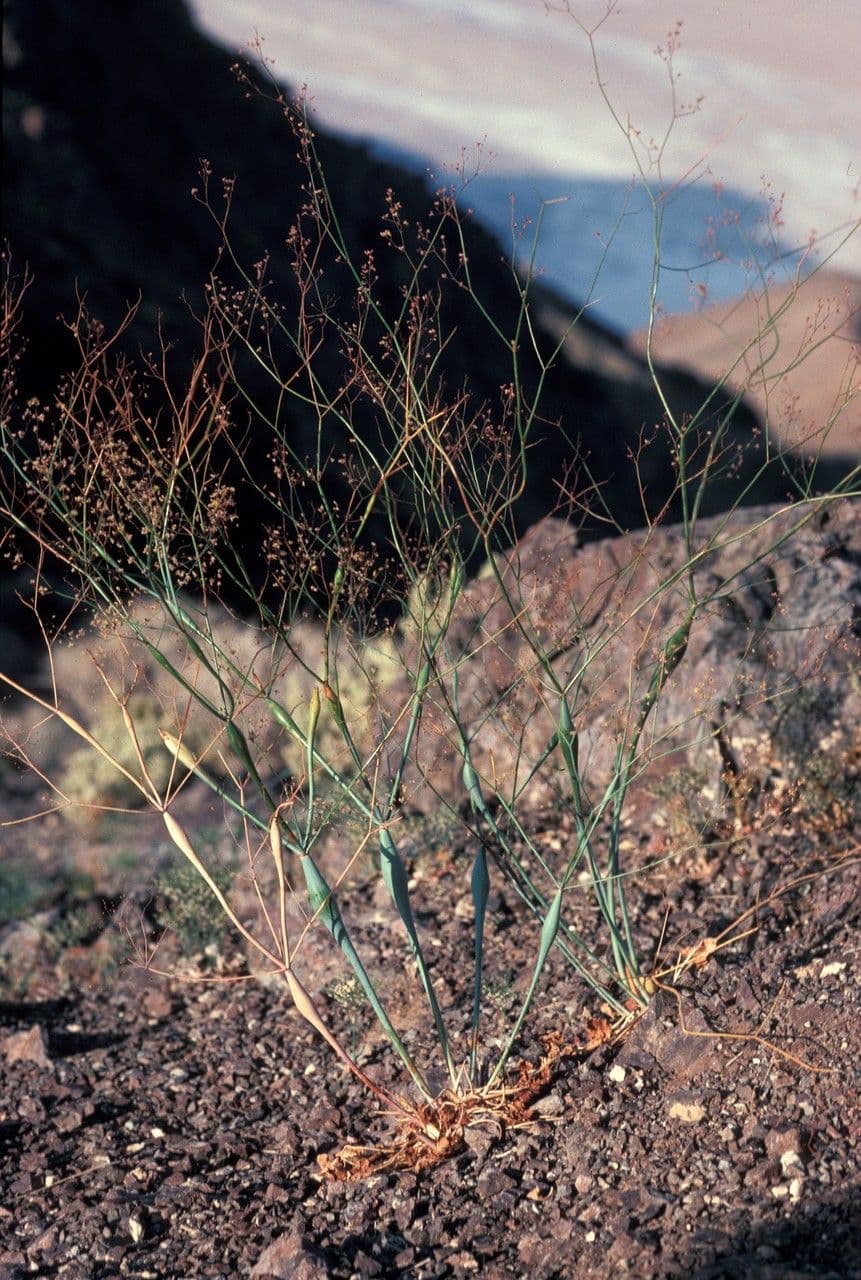 Polygonum gonfiato 6