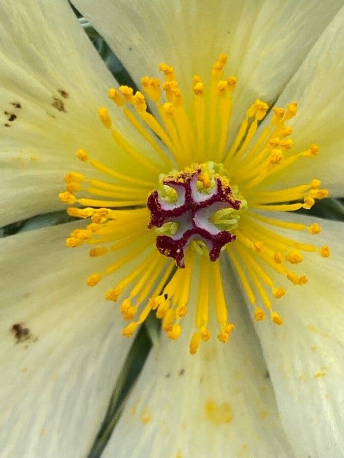 Argemone mexická 8