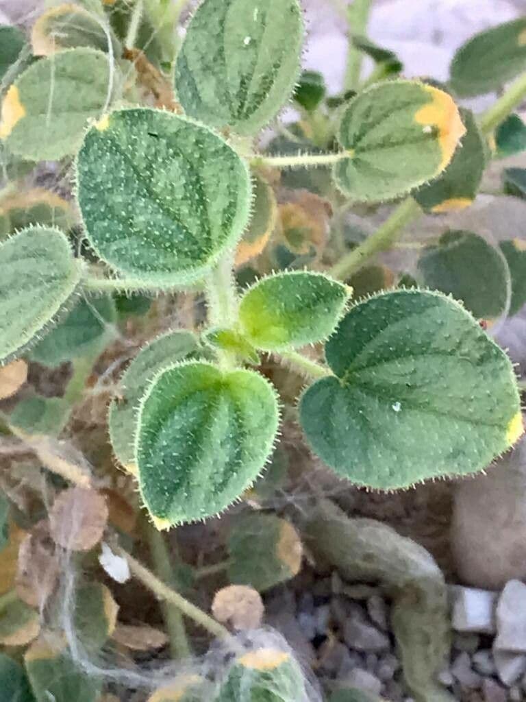Cleome 8
