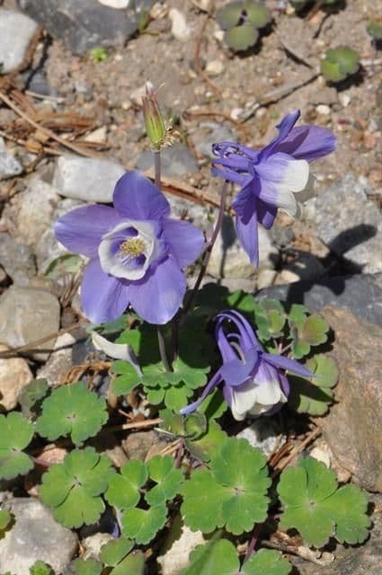 Ancolie des Rocheuses 7