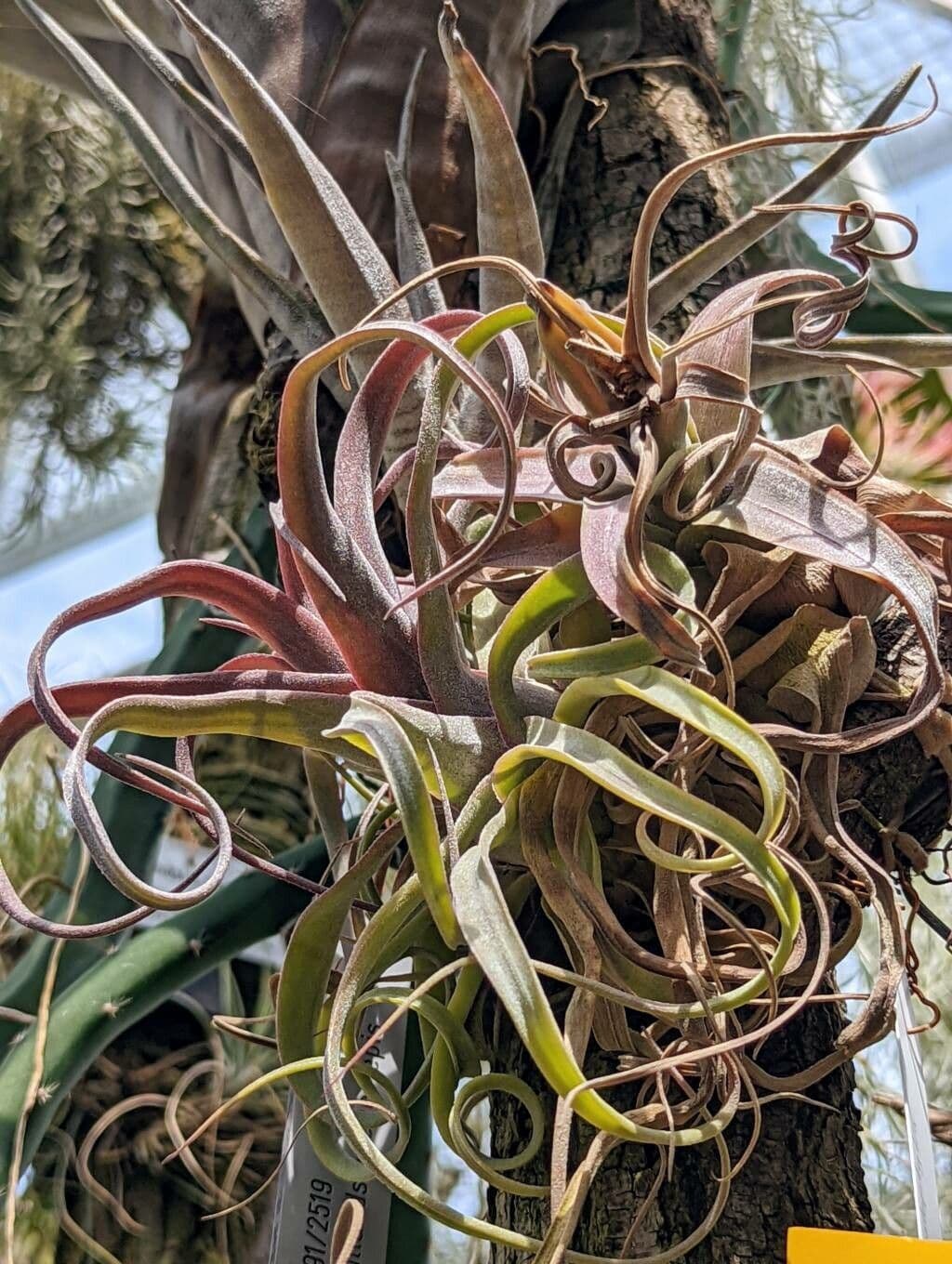Tillandsia kučeravá 6