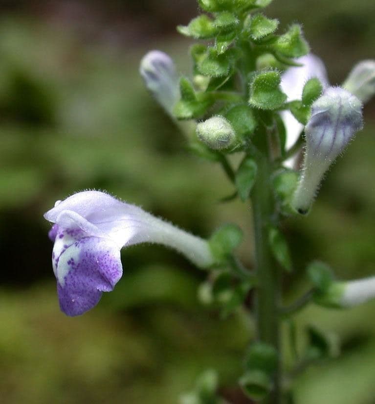 Scutellaria con elmo 2