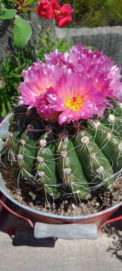 Parodia 5