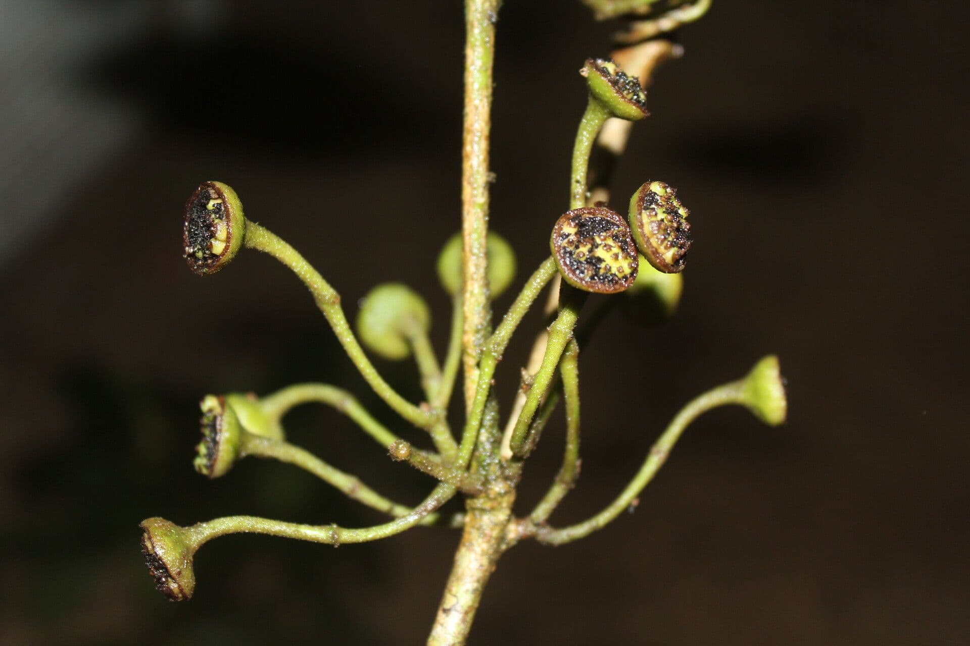 Mollinedia