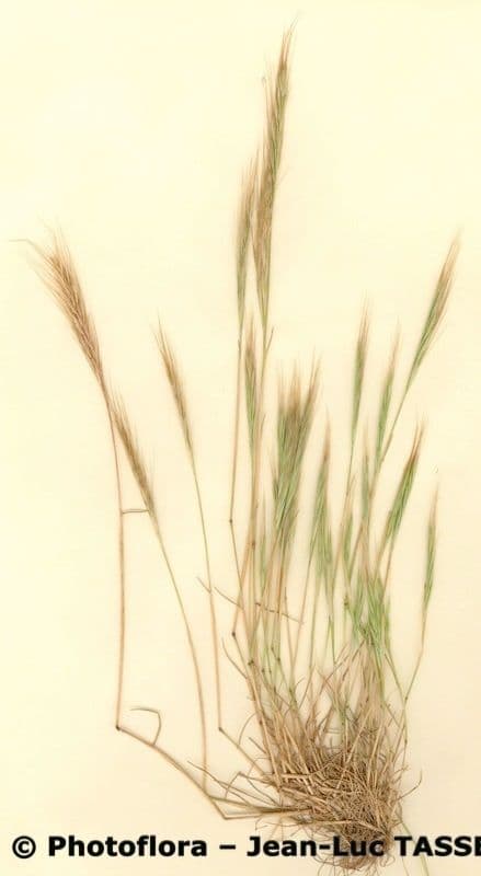 Vulpia membranacea 4