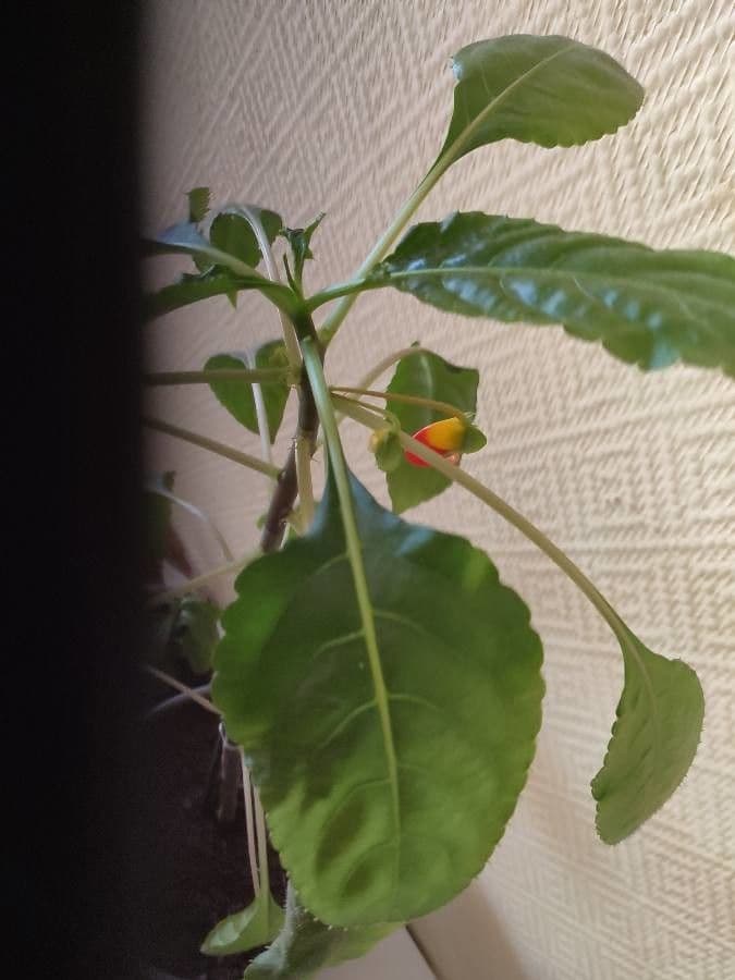 Impatiens 18