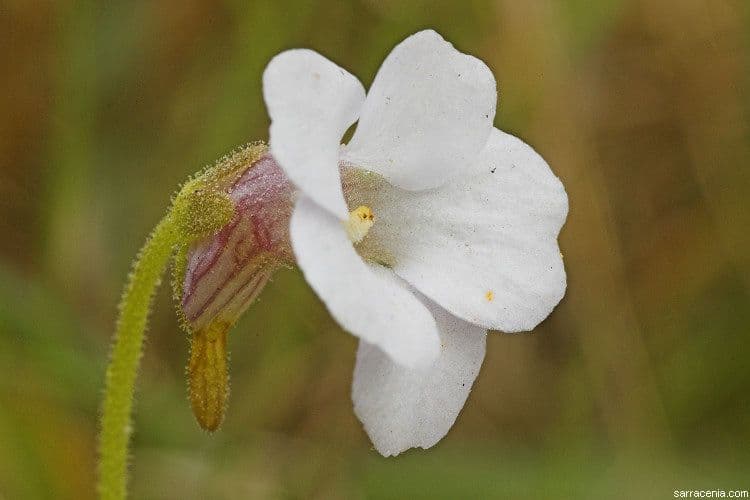 Pinguicula pumila 4