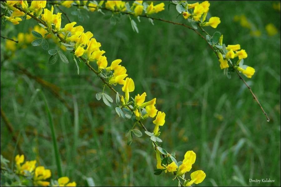 Cytisus rus 2