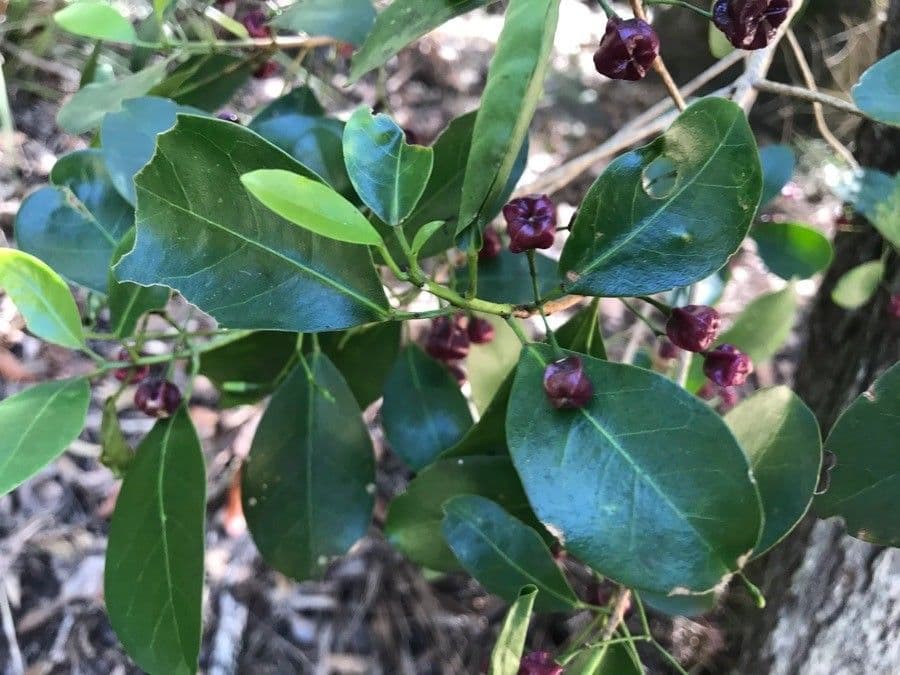Acronychia laevis 4