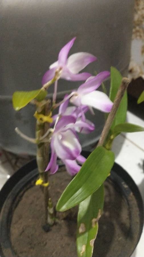 Dendrobium 12
