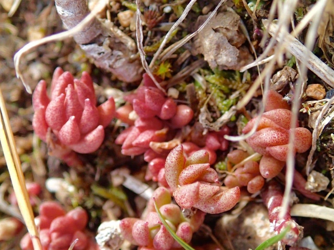 Schmalblättriger Mauerpfeffer