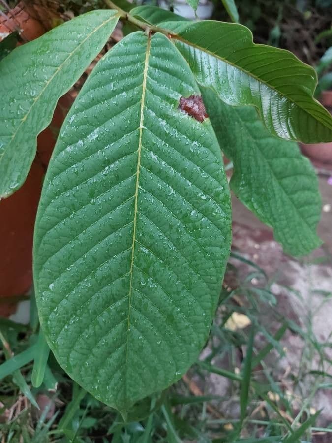 Annona purpurea 14
